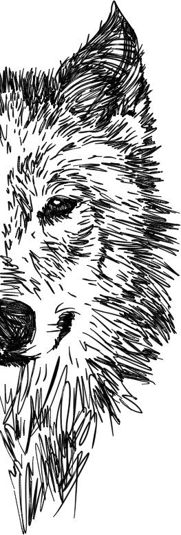 realistic wolf sketch depicting wolfpack digital totem